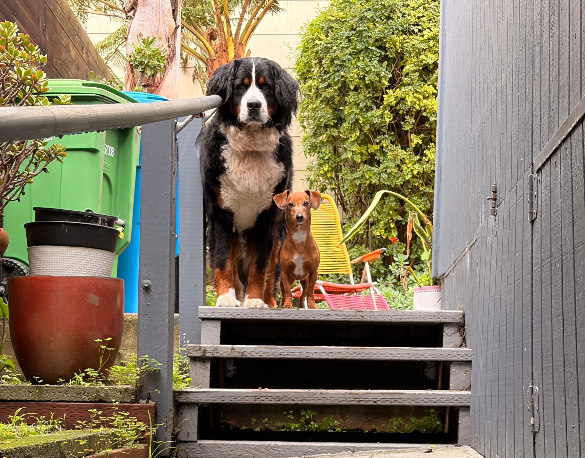 Bernese mountain dog and dachshund at home in the Excelsior