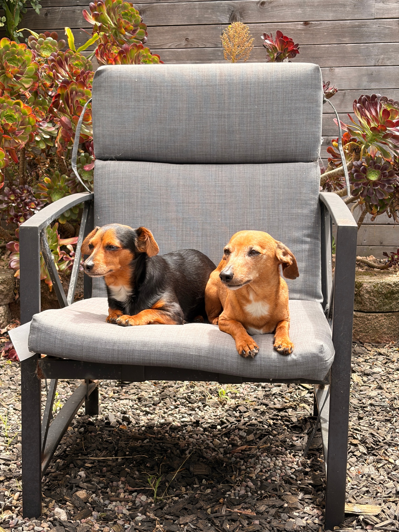 Two dachshund-chihuahua mixes lounging in the backyard
