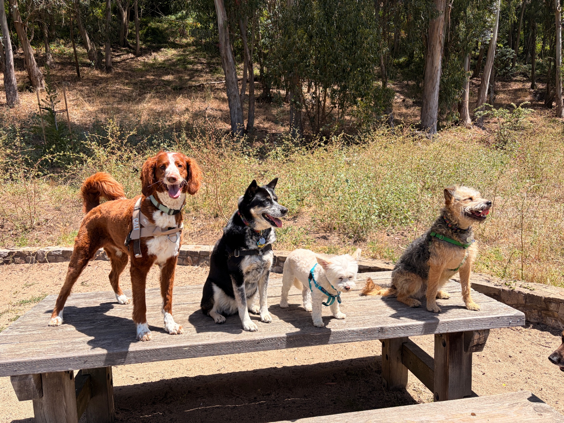 A happy pack of San Francisco dogs on a walk with Excelsior Paws