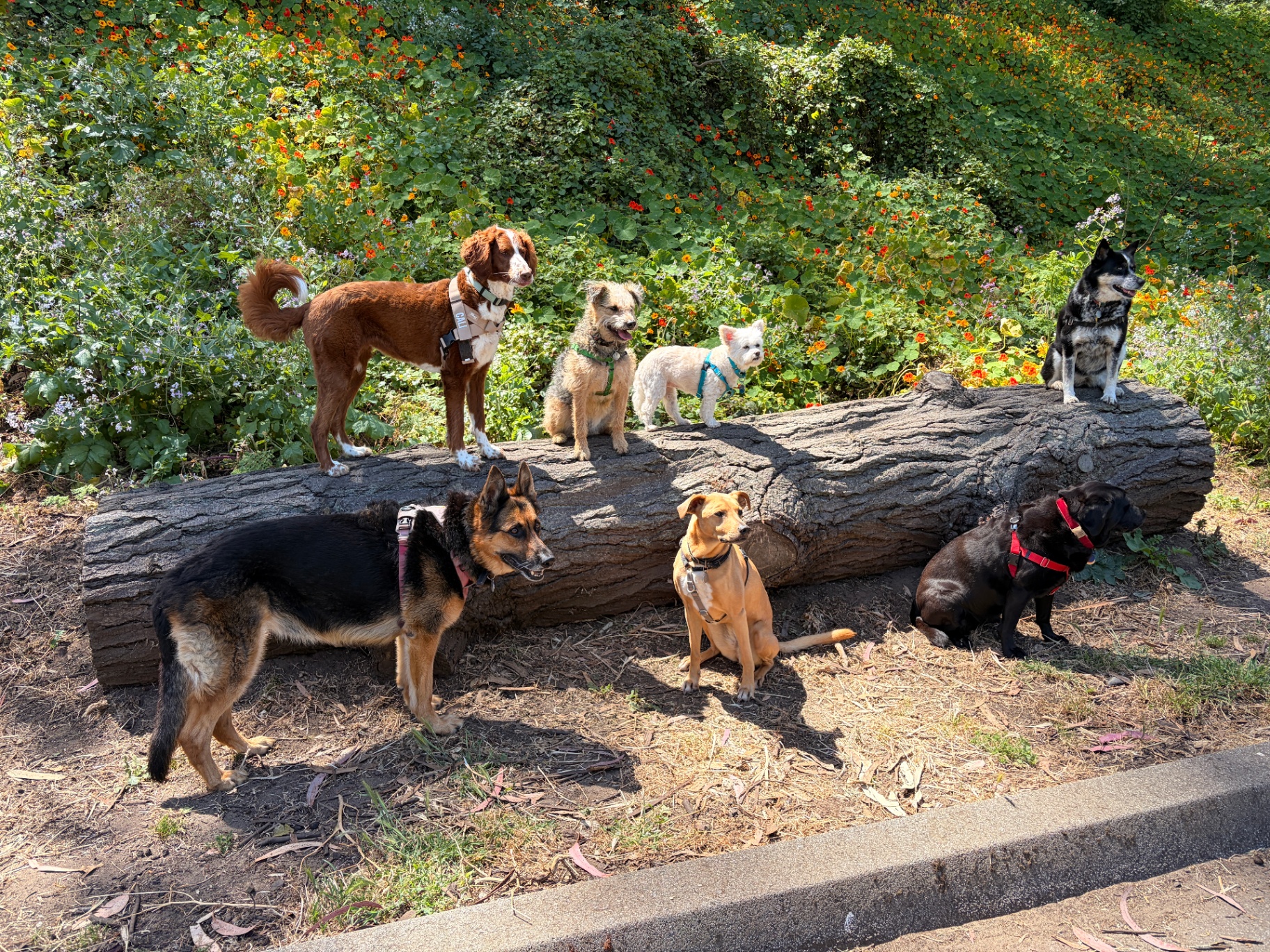 Pack of dogs lined up on a log in a San Francisco park
